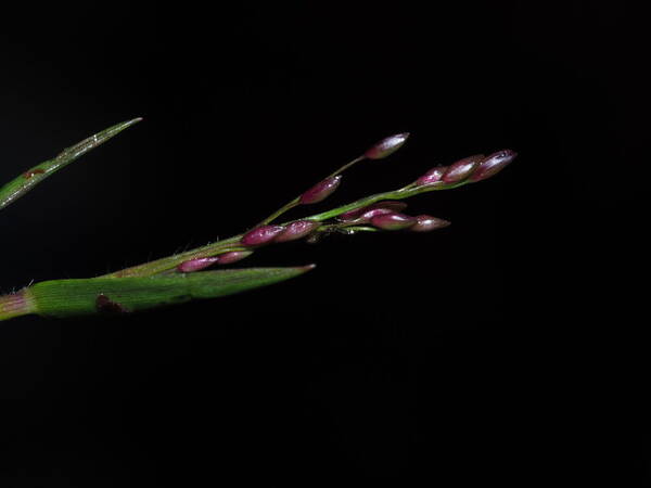 Dichanthelium cynodon Inflorescence