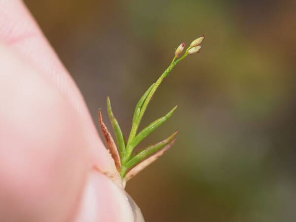 Dichanthelium cynodon Inflorescence