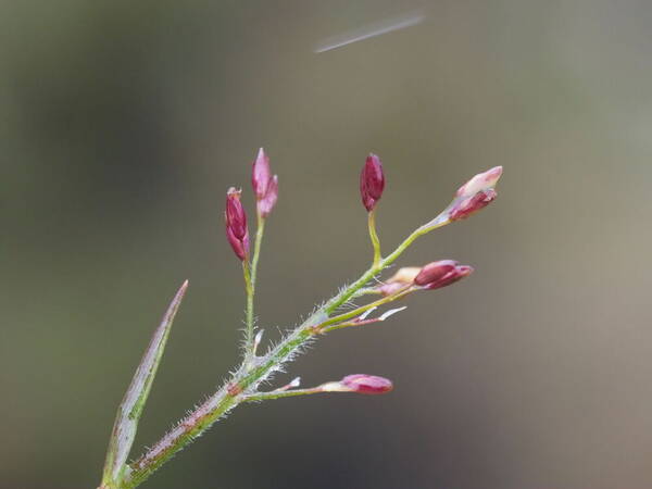 Dichanthelium cynodon Inflorescence