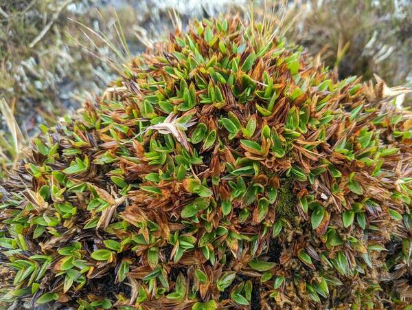 Dichanthelium cynodon Plant