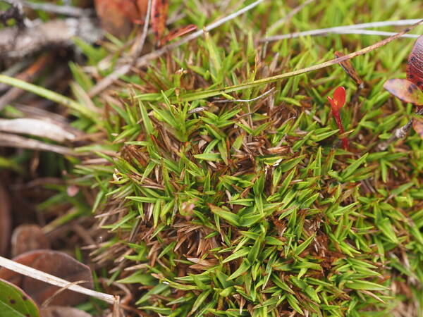 Dichanthelium cynodon Plant