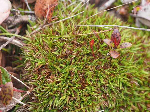 Dichanthelium cynodon Plant