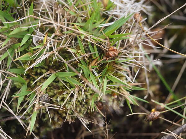 Dichanthelium cynodon Plant