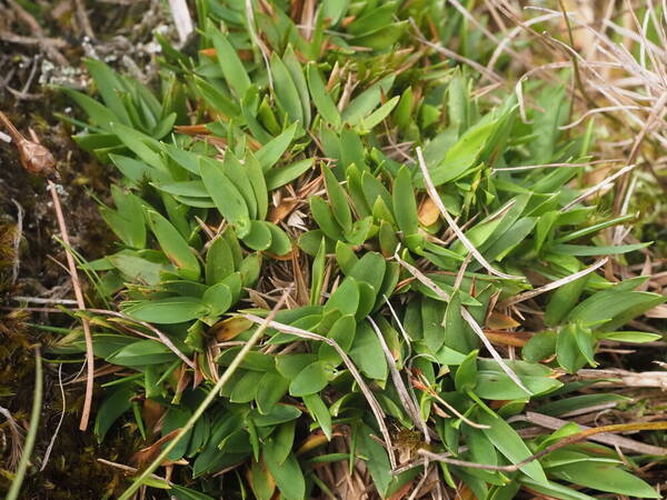 Dichanthelium cynodon Plant