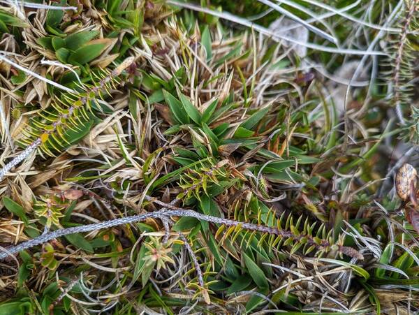 Dichanthelium cynodon Plant