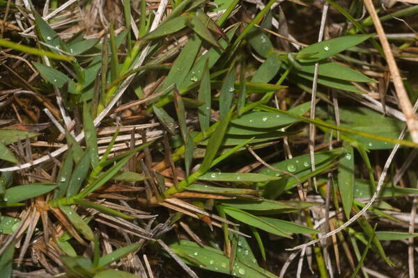 Dichanthelium cynodon Plant