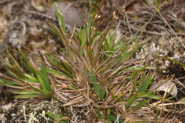 Dichanthelium cynodon Plant