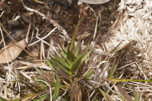 Dichanthelium cynodon Plant