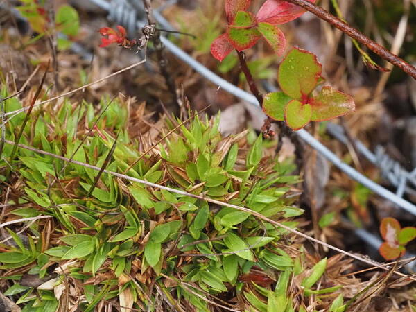 Dichanthelium cynodon Plant