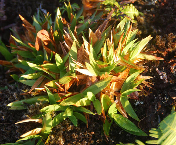 Dichanthelium hillebrandianum Plant