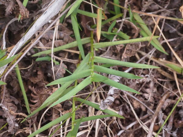 Dichanthelium hillebrandianum Plant