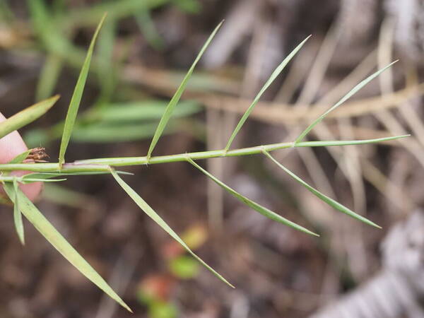 Dichanthelium hillebrandianum Plant