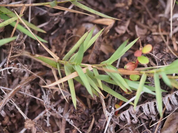 Dichanthelium hillebrandianum Plant