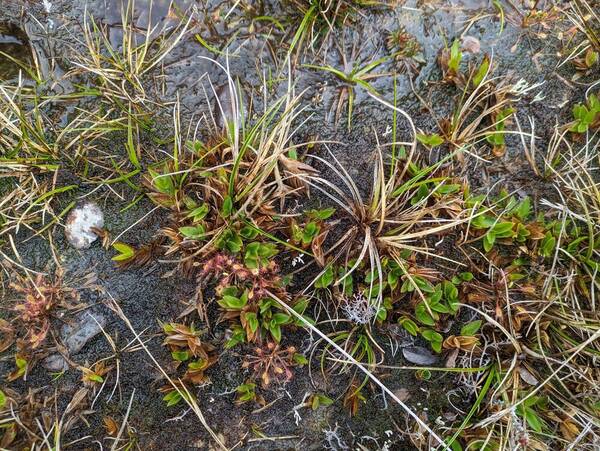 Dichanthelium isachnoides Landscape