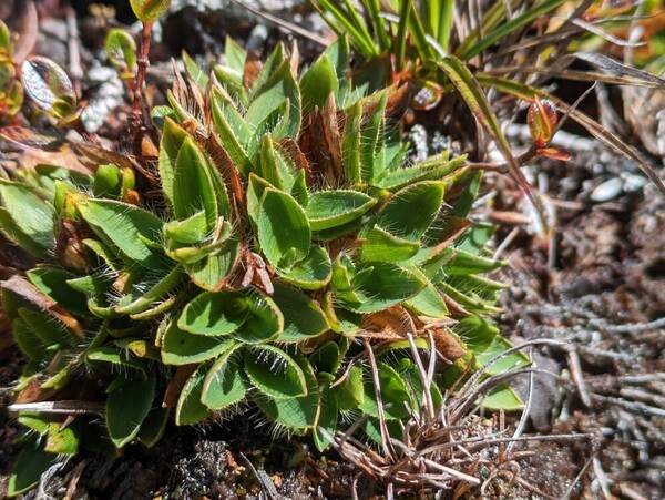 Dichanthelium isachnoides Plant