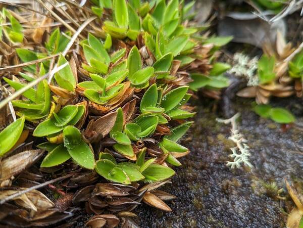 Dichanthelium isachnoides Plant