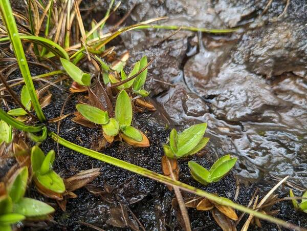 Dichanthelium isachnoides Plant