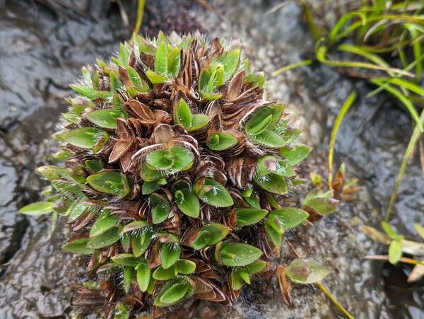 Dichanthelium isachnoides Plant