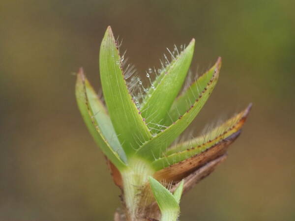 Dichanthelium isachnoides Plant