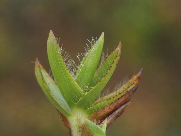 Dichanthelium isachnoides Plant