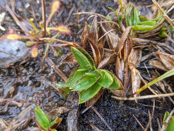 Dichanthelium isachnoides Plant