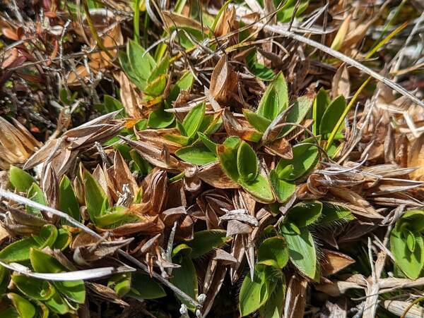 Dichanthelium isachnoides Plant