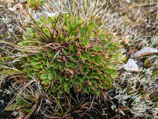 Dichanthelium isachnoides Plant