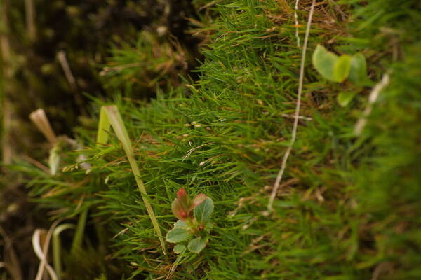 Dichanthelium koolauense Habit