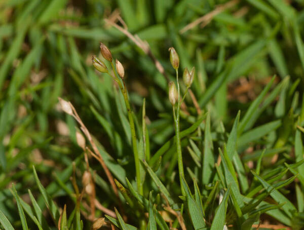 Dichanthelium koolauense Inflorescence