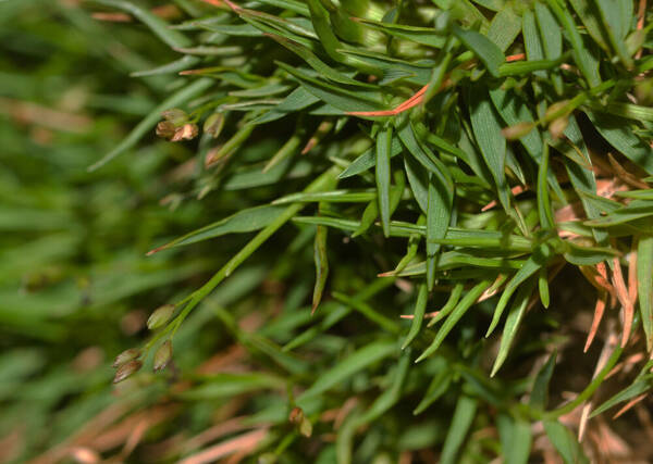 Dichanthelium koolauense Inflorescence