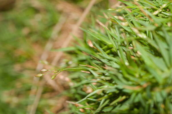 Dichanthelium koolauense Inflorescence