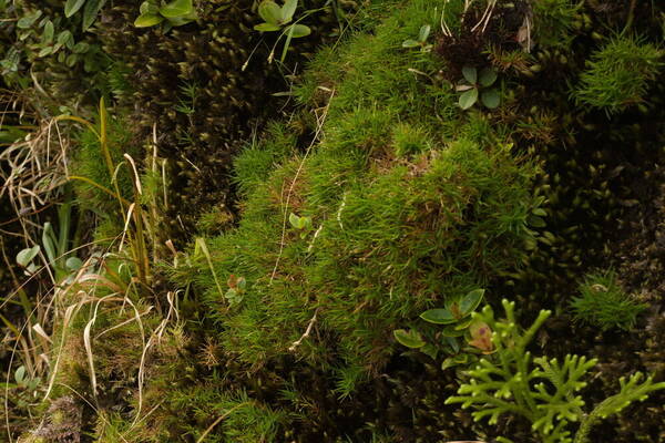 Dichanthelium koolauense Landscape