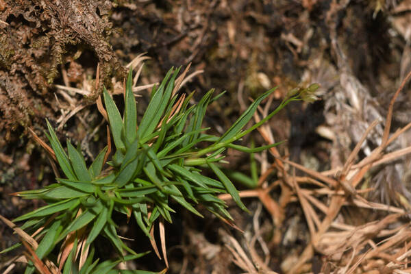 Dichanthelium koolauense Plant