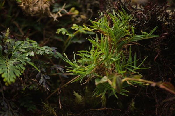 Dichanthelium koolauense Plant