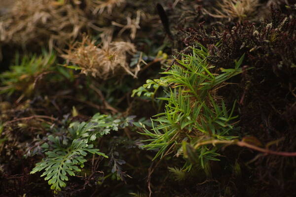 Dichanthelium koolauense Plant