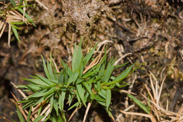 Dichanthelium koolauense Plant