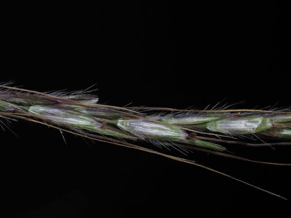 Dichanthium annulatum var. annulatum Spikelets