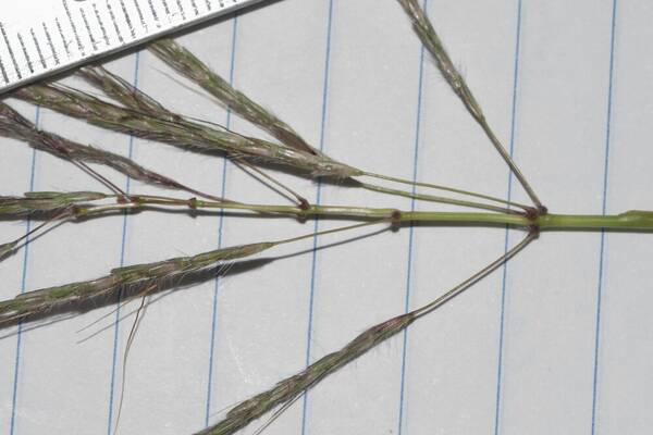 Dichanthium annulatum var. annulatum Spikelets