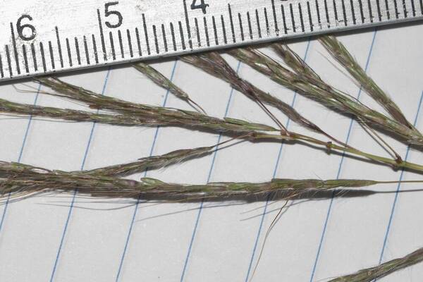 Dichanthium annulatum var. annulatum Spikelets