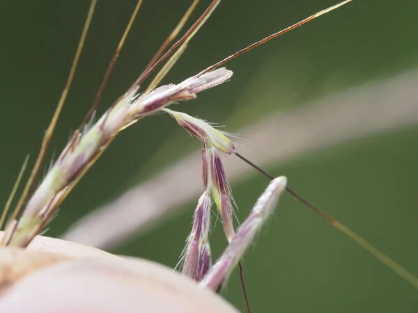 Dichanthium annulatum var. annulatum Spikelets