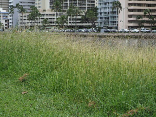 Dichanthium annulatum var. annulatum Habit