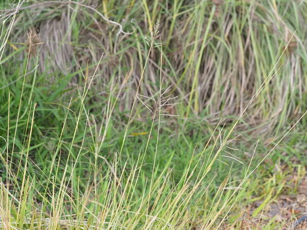 Dichanthium annulatum var. annulatum Habit