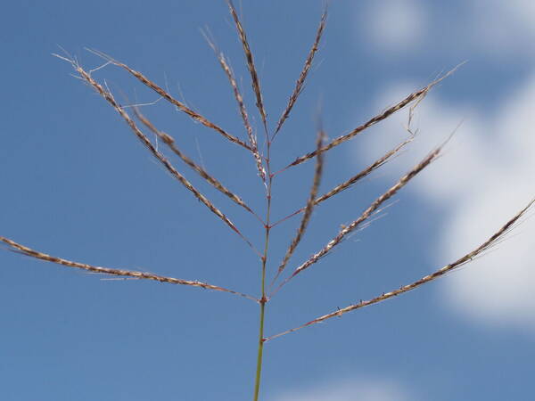 Dichanthium annulatum var. annulatum Inflorescence