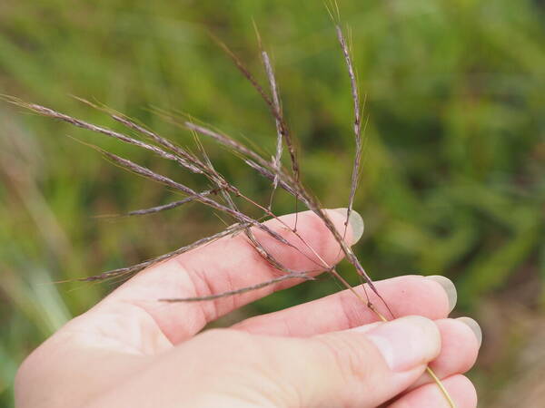 Dichanthium annulatum var. annulatum Inflorescence