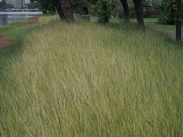 Dichanthium annulatum var. annulatum Landscape