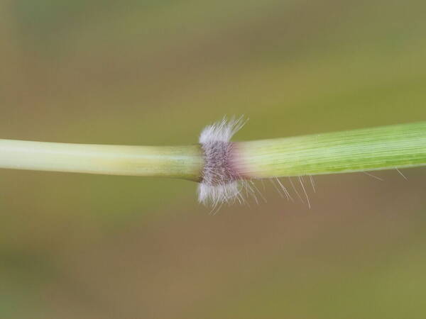 Dichanthium annulatum var. annulatum Node