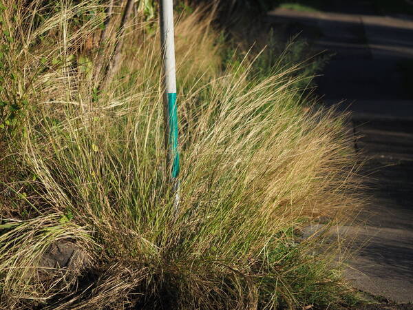 Dichanthium annulatum var. annulatum Plant