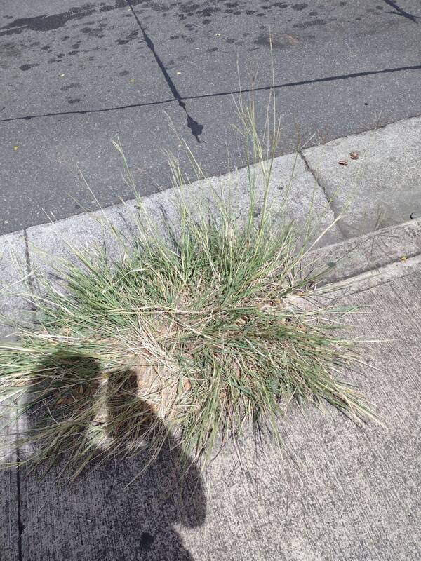 Dichanthium annulatum var. annulatum Plant