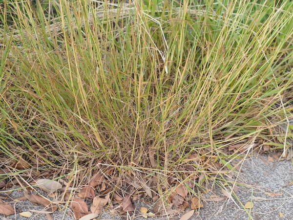 Dichanthium annulatum var. annulatum Plant