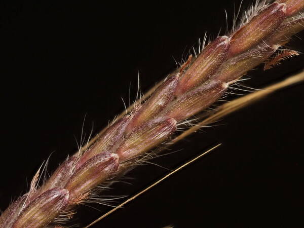 Dichanthium annulatum var. papillosum Spikelets